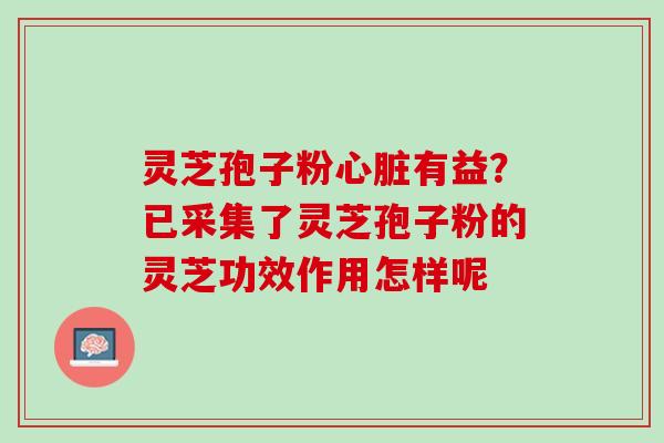 灵芝孢子粉心脏有益？已采集了灵芝孢子粉的灵芝功效作用怎样呢