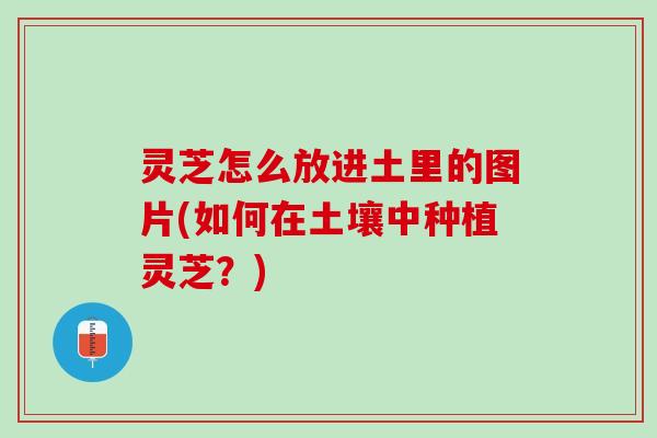 灵芝怎么放进土里的图片(如何在土壤中种植灵芝？)