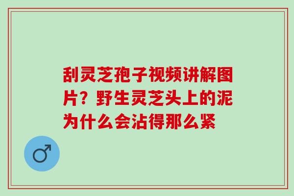 刮灵芝孢子视频讲解图片?野生灵芝头上的泥为什么会沾得那么紧 刮灵芝孢子视频讲解图片?野生灵芝头上的泥为什么会沾得那么紧