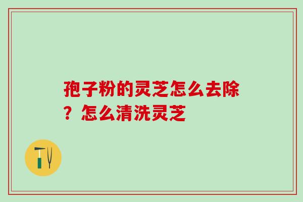 孢子粉的灵芝怎么去除？怎么清洗灵芝