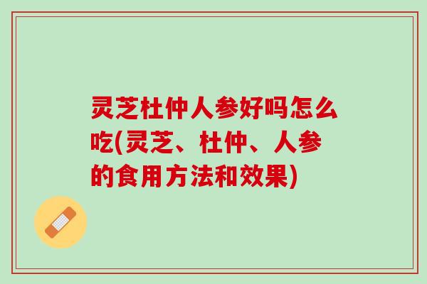 灵芝杜仲人参好吗怎么吃(灵芝、杜仲、人参的食用方法和效果)