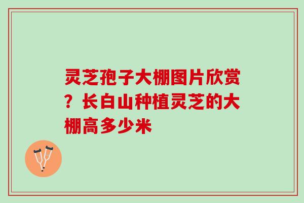 灵芝孢子大棚图片欣赏？长白山种植灵芝的大棚高多少米