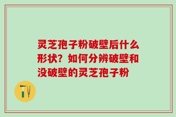 灵芝孢子粉破壁后什么形状？如何分辨破壁和没破壁的灵芝孢子粉