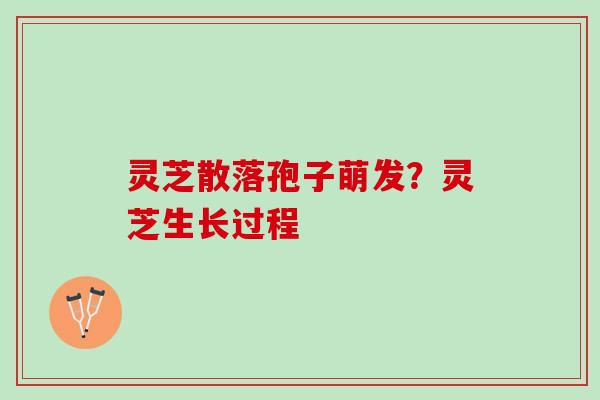 灵芝散落孢子萌发？灵芝生长过程
