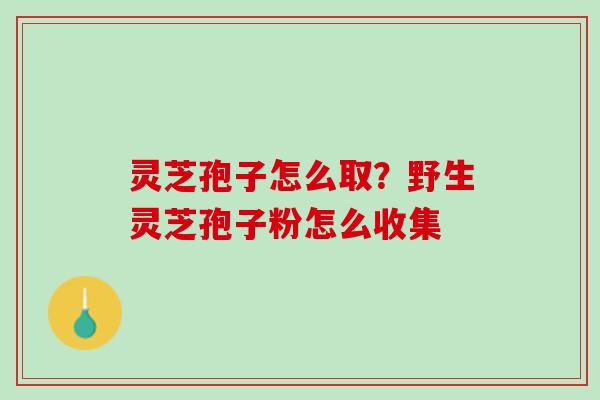 灵芝孢子怎么取？野生灵芝孢子粉怎么收集
