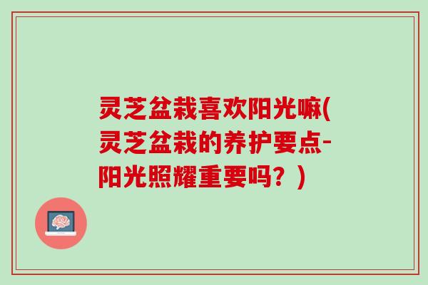 灵芝盆栽喜欢阳光嘛(灵芝盆栽的养护要点-阳光照耀重要吗?) 灵芝盆栽喜欢阳光嘛(灵芝盆栽的养护要点-阳光照耀重要吗?)