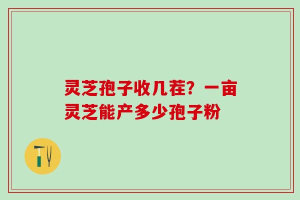 灵芝孢子收几茬？一亩灵芝能产多少孢子粉