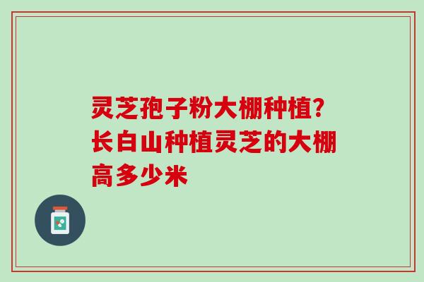 灵芝孢子粉大棚种植？长白山种植灵芝的大棚高多少米