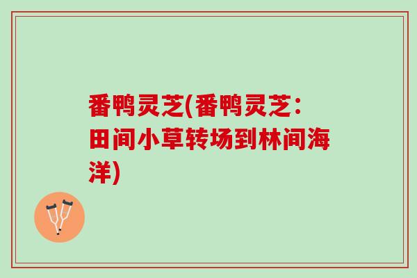番鸭灵芝(番鸭灵芝：田间小草转场到林间海洋)