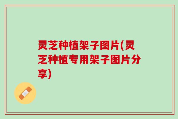 灵芝种植架子图片(灵芝种植专用架子图片分享) 灵芝种植架子图片(灵芝种植专用架子图片分享)