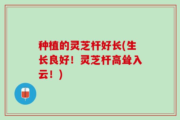 种植的灵芝杆好长(生长良好!灵芝杆高耸入云!) 种植的灵芝杆好长(生长良好!灵芝杆高耸入云!)