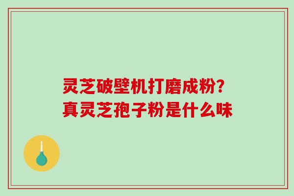 灵芝破壁机打磨成粉？真灵芝孢子粉是什么味