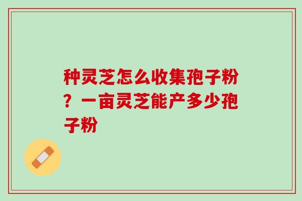 种灵芝怎么收集孢子粉？一亩灵芝能产多少孢子粉