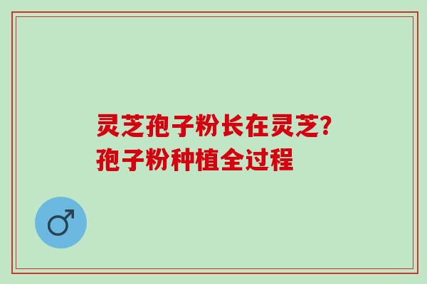 灵芝孢子粉长在灵芝？孢子粉种植全过程