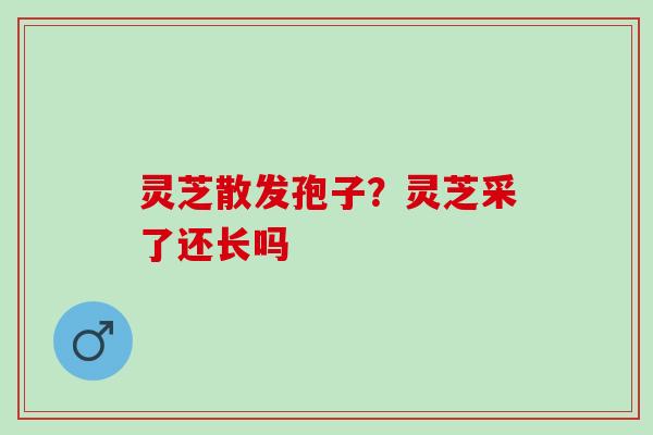 灵芝散发孢子？灵芝采了还长吗