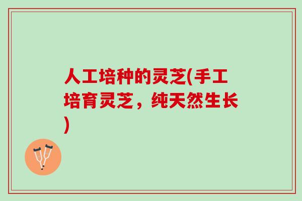 人工培种的灵芝(手工培育灵芝，纯天然生长)