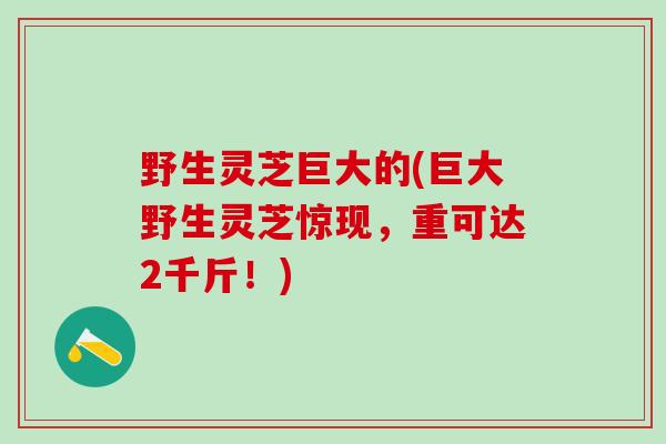 野生灵芝巨大的(巨大野生灵芝惊现，重可达2千斤！)