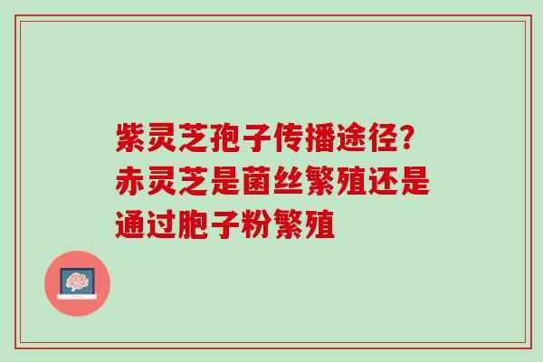 紫灵芝孢子传播途径？赤灵芝是菌丝繁殖还是通过胞子粉繁殖