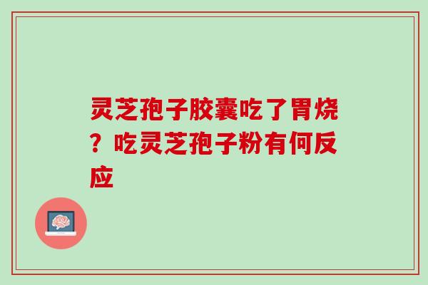 灵芝孢子胶囊吃了胃烧？吃灵芝孢子粉有何反应