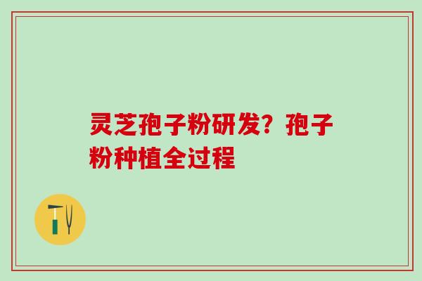 灵芝孢子粉研发？孢子粉种植全过程