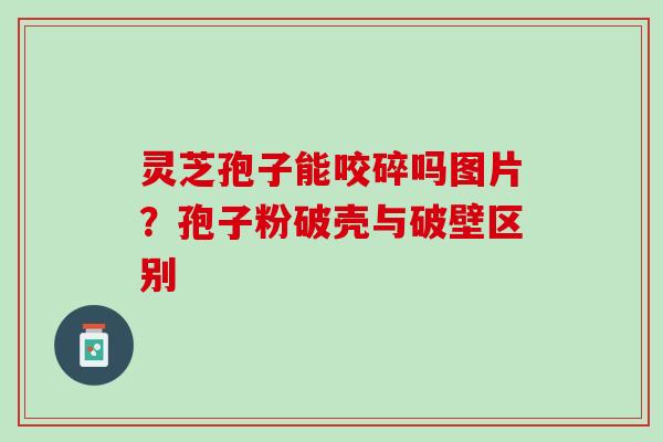 灵芝孢子能咬碎吗图片？孢子粉破壳与破壁区别