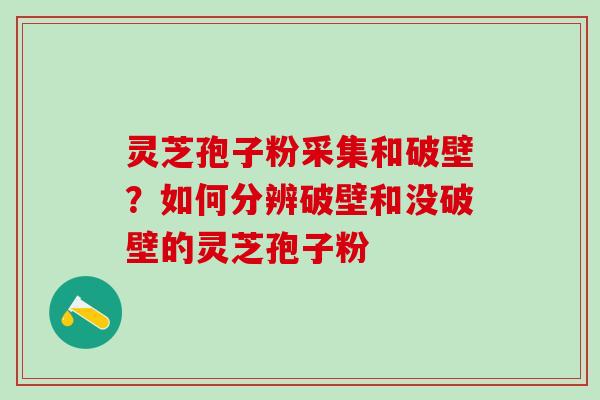 灵芝孢子粉采集和破壁？如何分辨破壁和没破壁的灵芝孢子粉