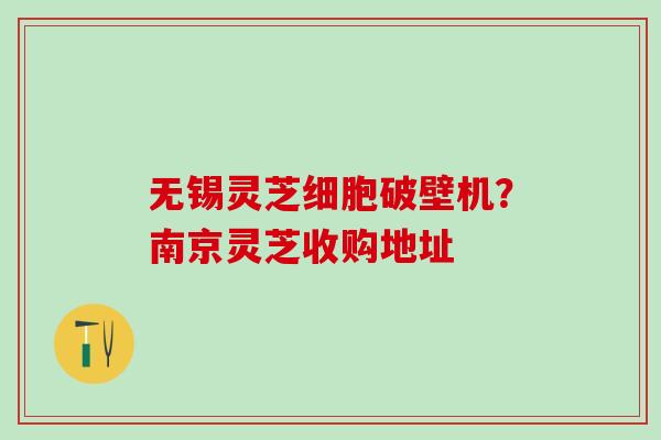 无锡灵芝细胞破壁机？南京灵芝收购地址