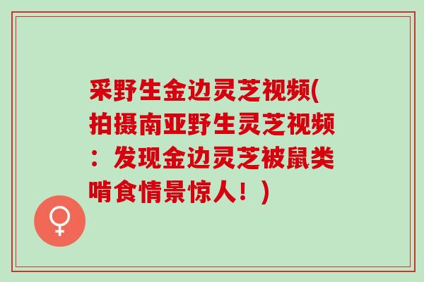 采野生金边灵芝视频(拍摄南亚野生灵芝视频:发现金边灵芝被鼠类啃食情景惊人!) 采野生金边灵芝视频(拍摄南亚野生灵芝视频:发现金边灵芝被鼠类啃食情景惊人!)