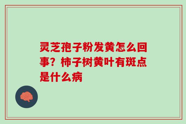 灵芝孢子粉发黄怎么回事？柿子树黄叶有斑点是什么