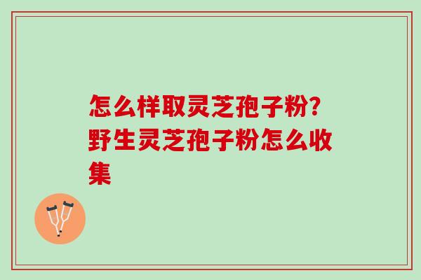 怎么样取灵芝孢子粉？野生灵芝孢子粉怎么收集