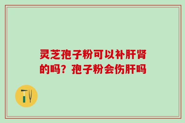 灵芝孢子粉可以补肝肾的吗？孢子粉会伤肝吗