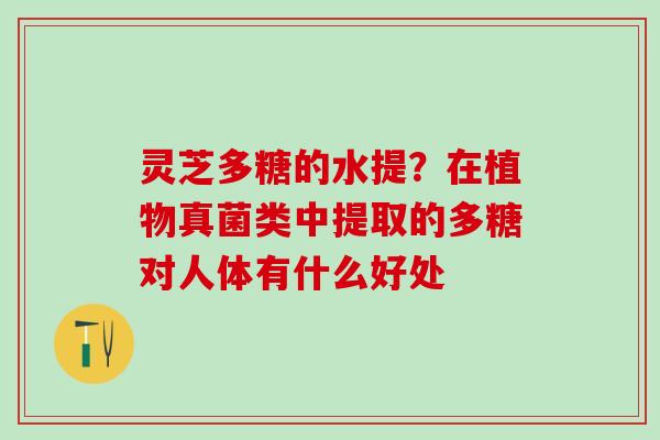 灵芝多糖的水提？在植物真菌类中提取的多糖对人体有什么好处