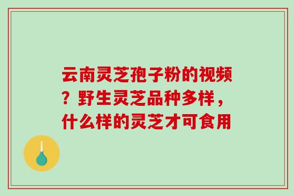 云南灵芝孢子粉的视频?野生灵芝品种多样,什么样的灵芝才可食用 云南灵芝孢子粉的视频?野生灵芝品种多样,什么样的灵芝才可食用