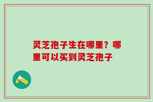 灵芝孢子生在哪里？哪里可以买到灵芝孢子