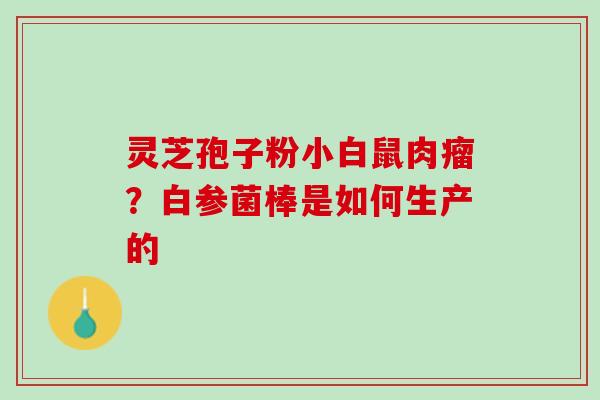 灵芝孢子粉小白鼠肉瘤？白参菌棒是如何生产的