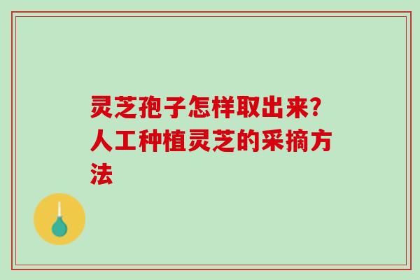 灵芝孢子怎样取出来？人工种植灵芝的采摘方法