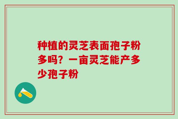 种植的灵芝表面孢子粉多吗？一亩灵芝能产多少孢子粉