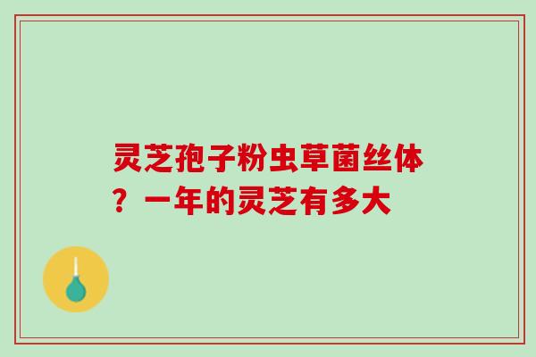灵芝孢子粉虫草菌丝体？一年的灵芝有多大