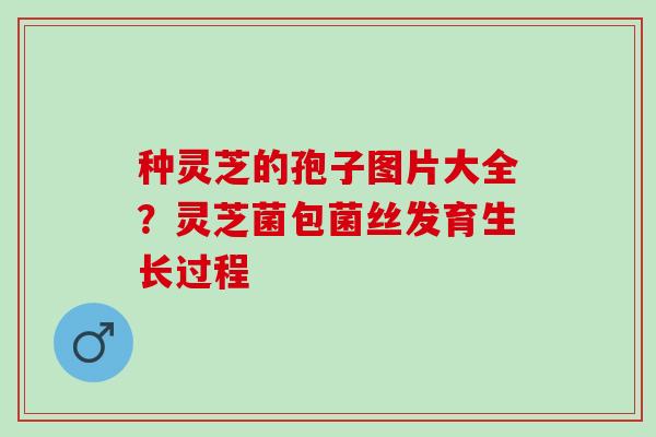 种灵芝的孢子图片大全？灵芝菌包菌丝发育生长过程