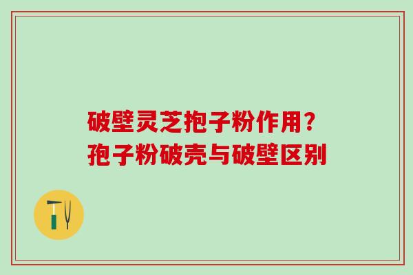破壁灵芝抱子粉作用？孢子粉破壳与破壁区别