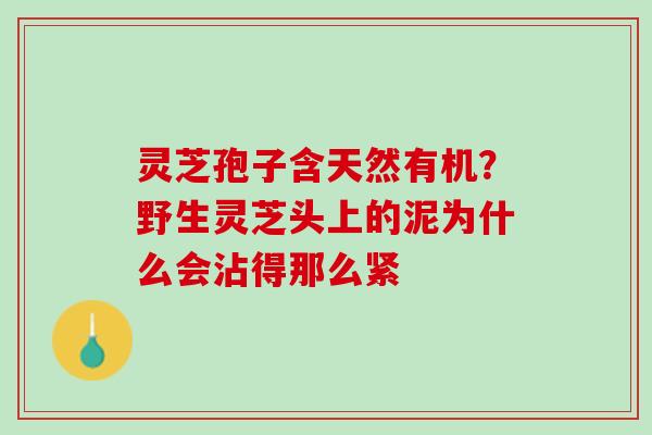 灵芝孢子含天然有机？野生灵芝头上的泥为什么会沾得那么紧