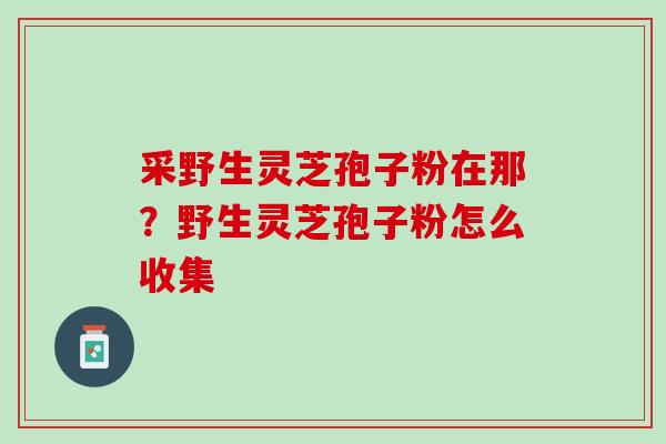 采野生灵芝孢子粉在那？野生灵芝孢子粉怎么收集