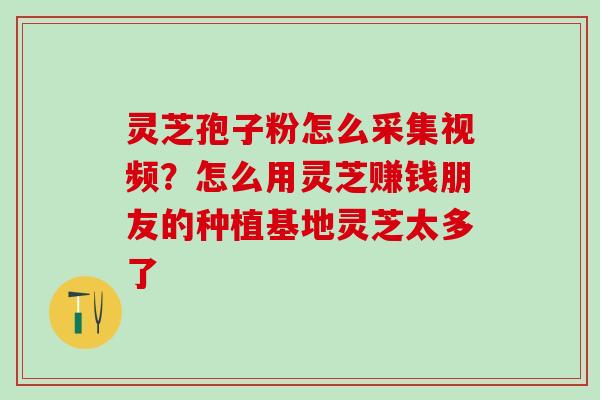 灵芝孢子粉怎么采集视频？怎么用灵芝赚钱朋友的种植基地灵芝太多了
