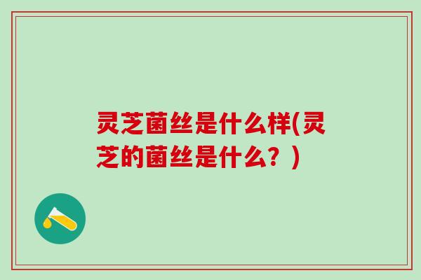 灵芝菌丝是什么样(灵芝的菌丝是什么？)