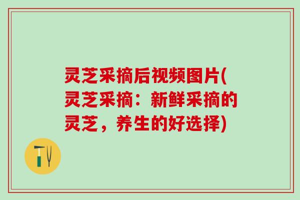 灵芝采摘后视频图片(灵芝采摘：新鲜采摘的灵芝，养生的好选择)
