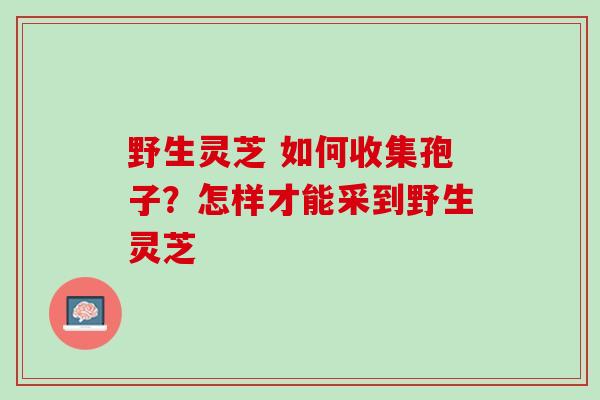 野生灵芝 如何收集孢子？怎样才能采到野生灵芝