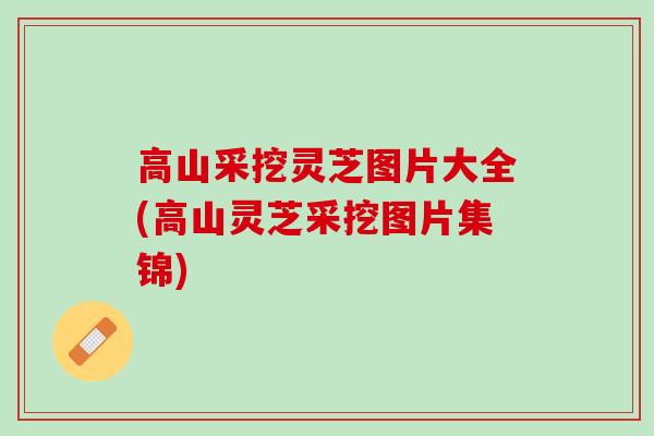 高山采挖灵芝图片大全(高山灵芝采挖图片集锦) 高山采挖灵芝图片大全(高山灵芝采挖图片集锦)