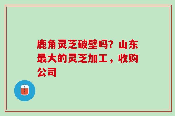 鹿角灵芝破壁吗？山东最大的灵芝加工，收购公司