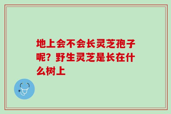 地上会不会长灵芝孢子呢？野生灵芝是长在什么树上