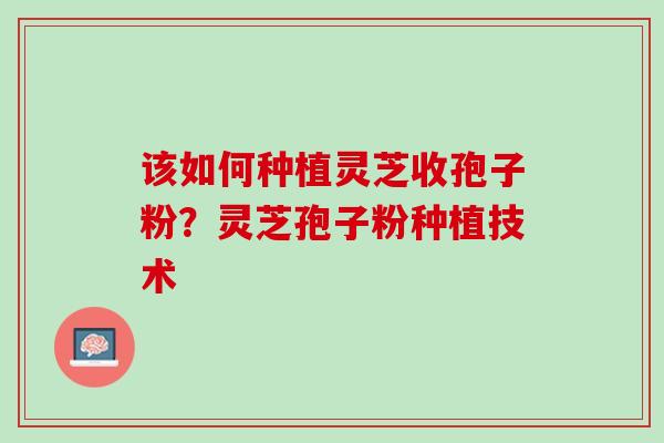 该如何种植灵芝收孢子粉？灵芝孢子粉种植技术